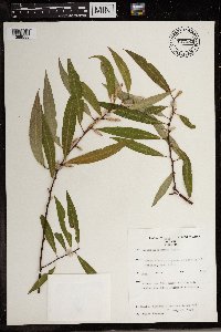 Salix mucronata subsp. subserrata image
