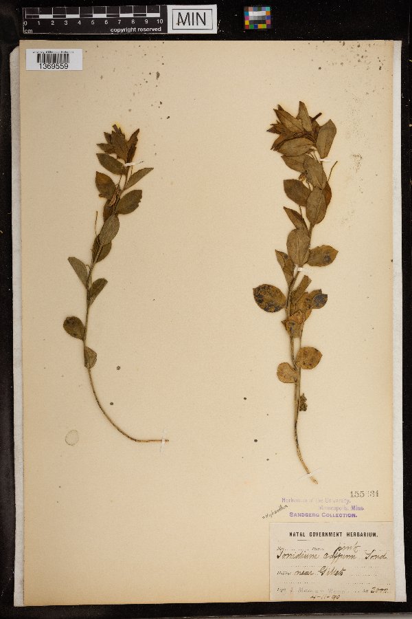 Hybanthus image