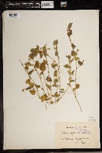 Viola abyssinica image
