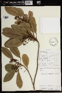 Elaeocarpus alnifolius image