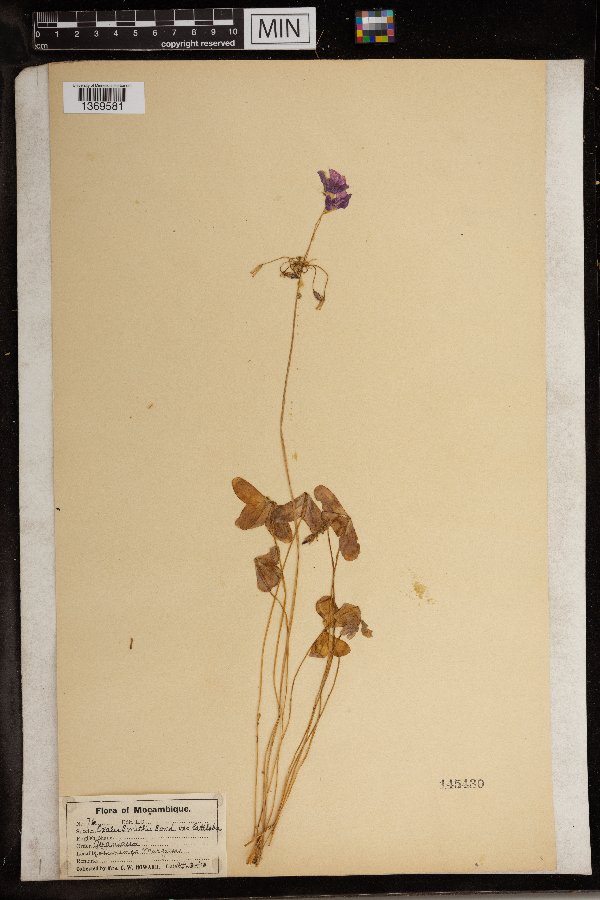 Oxalis smithiana image