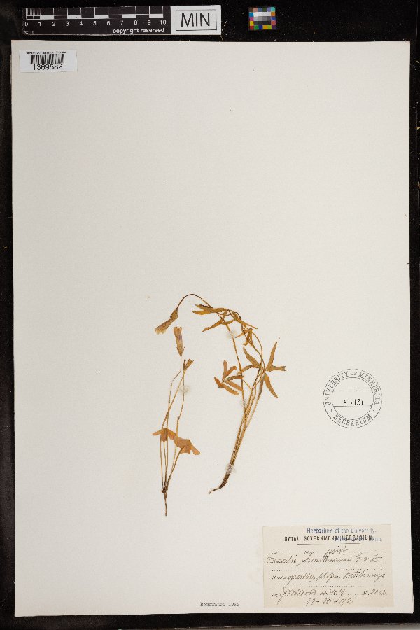 Oxalis smithiana image