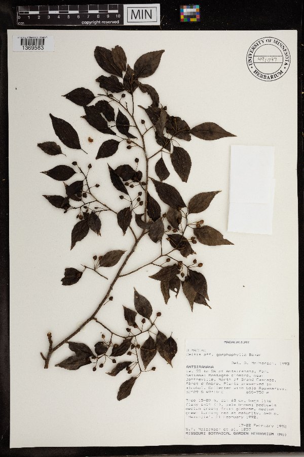 Celtis gomphophylla image