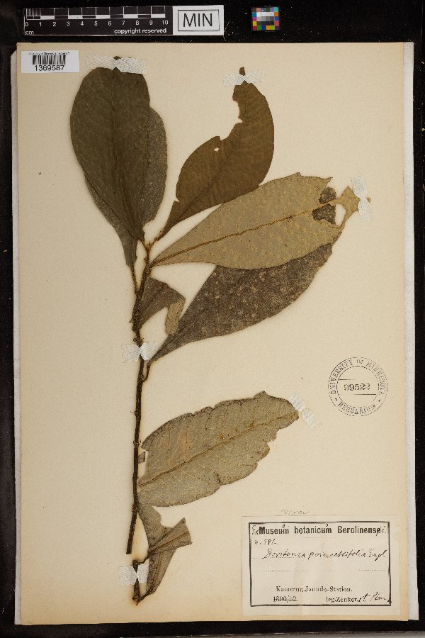 Dorstenia poinsettiifolia image