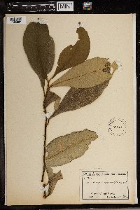 Image of Dorstenia poinsettiifolia