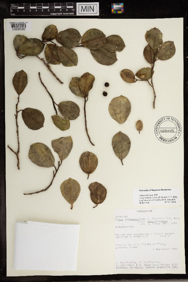 Ficus antandronarum image