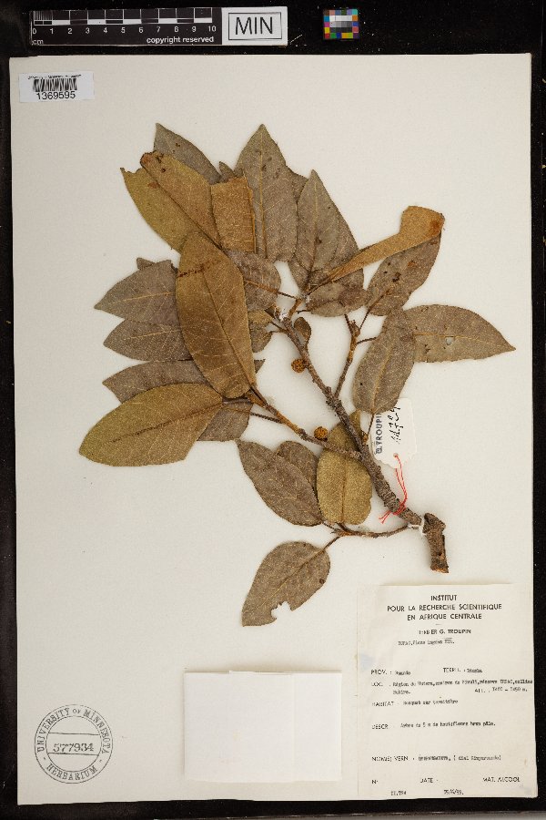 Ficus ingens image