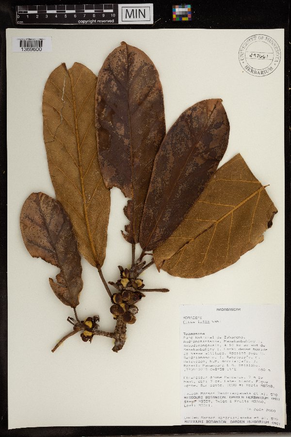 Ficus lutea image