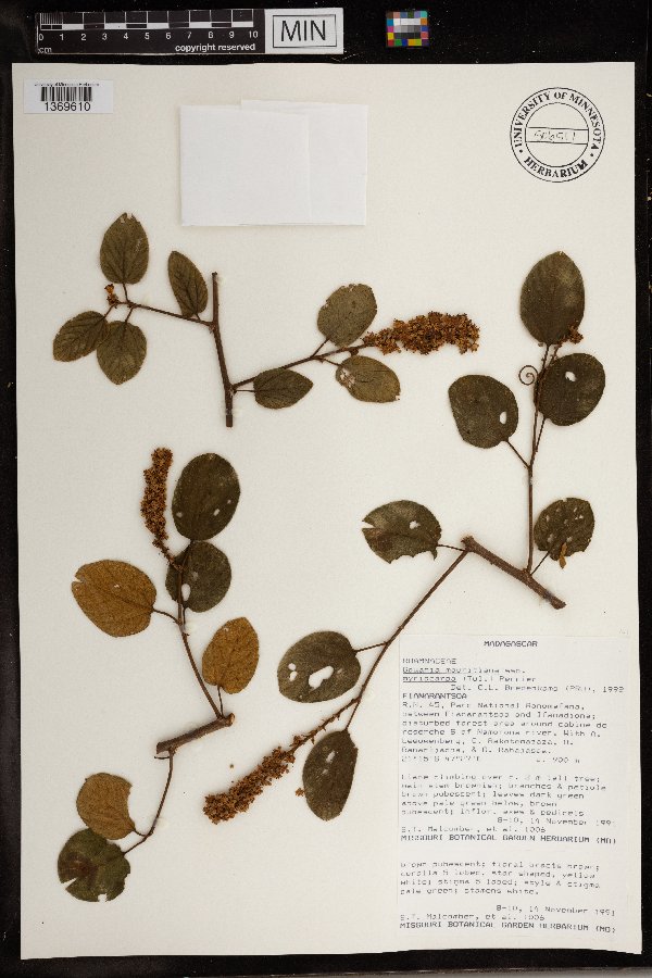 Gouania myriocarpa image