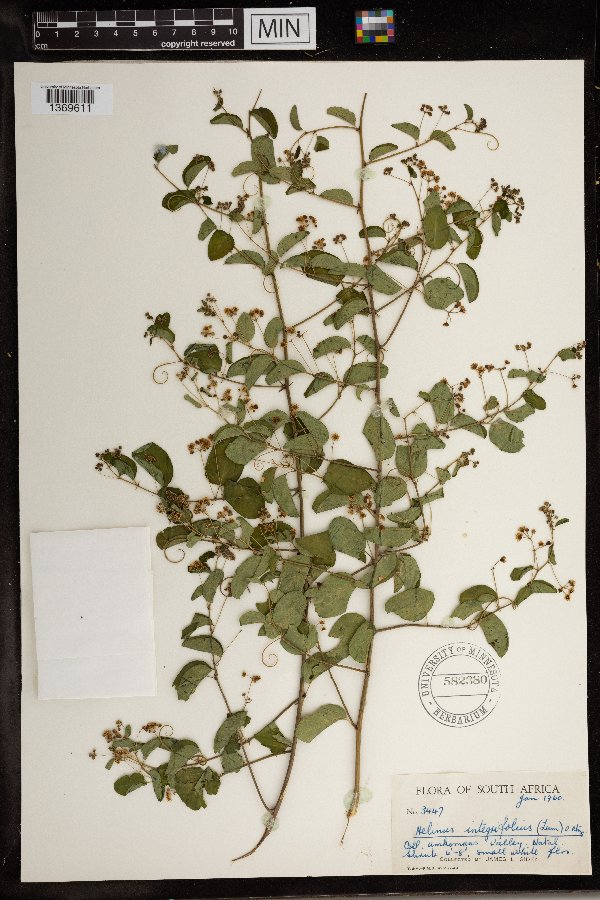 Helinus integrifolius image