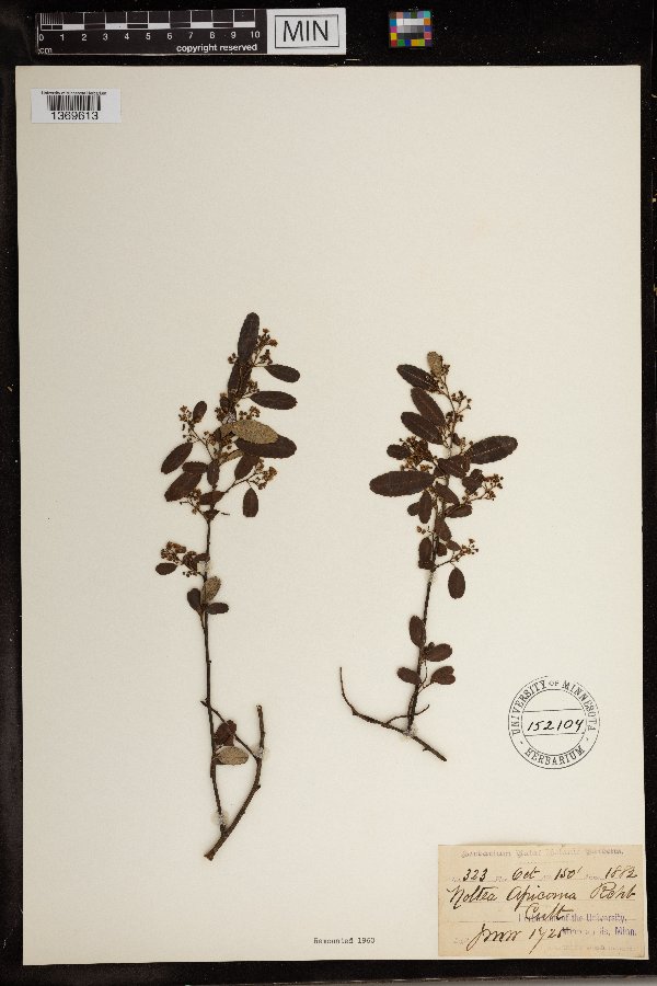 Noltea africana image