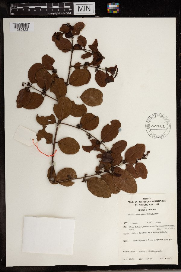 Scutia myrtina image
