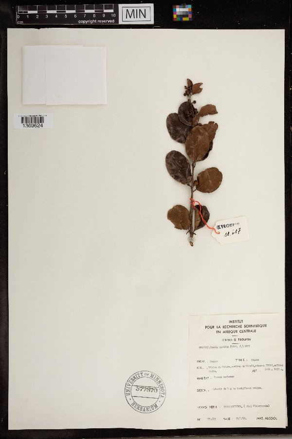 Scutia image