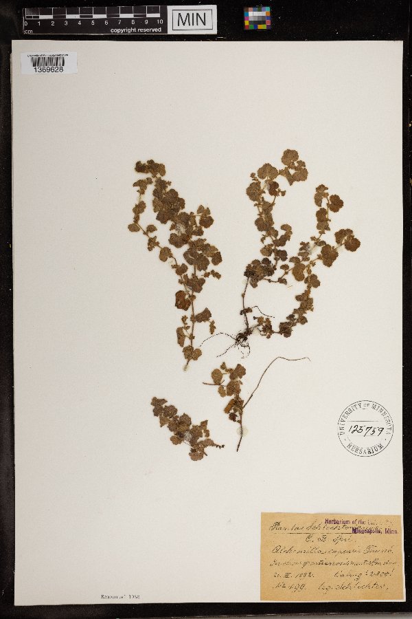 Alchemilla capensis image