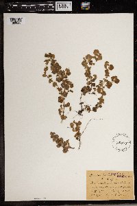 Alchemilla capensis image