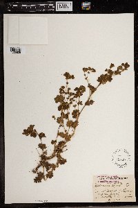 Alchemilla capensis image