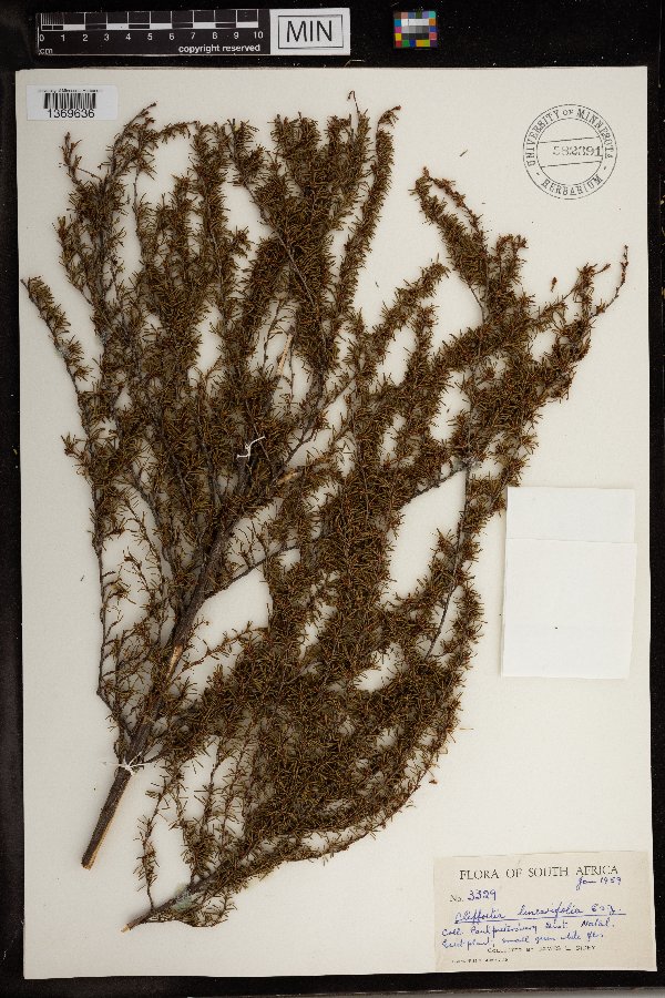 Cliffortia linearifolia image