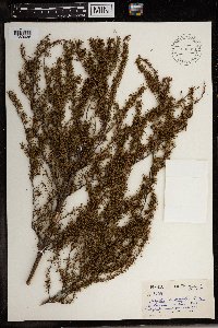 Image of Cliffortia linearifolia
