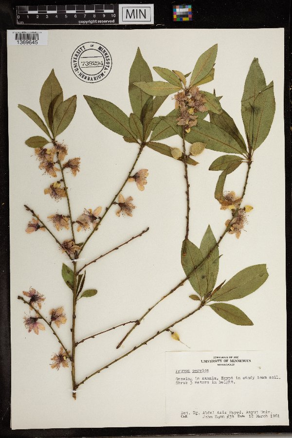 Prunus persica image