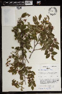 Image of Rosa abyssinica