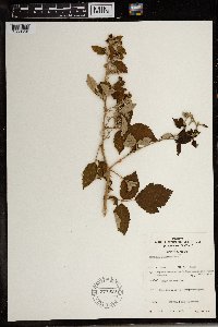 Rubus runssorensis image
