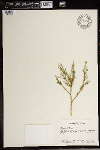 Image of Fagonia arabica