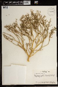 Zygophyllum coccineum image