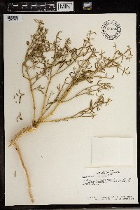 Zygophyllum coccineum image