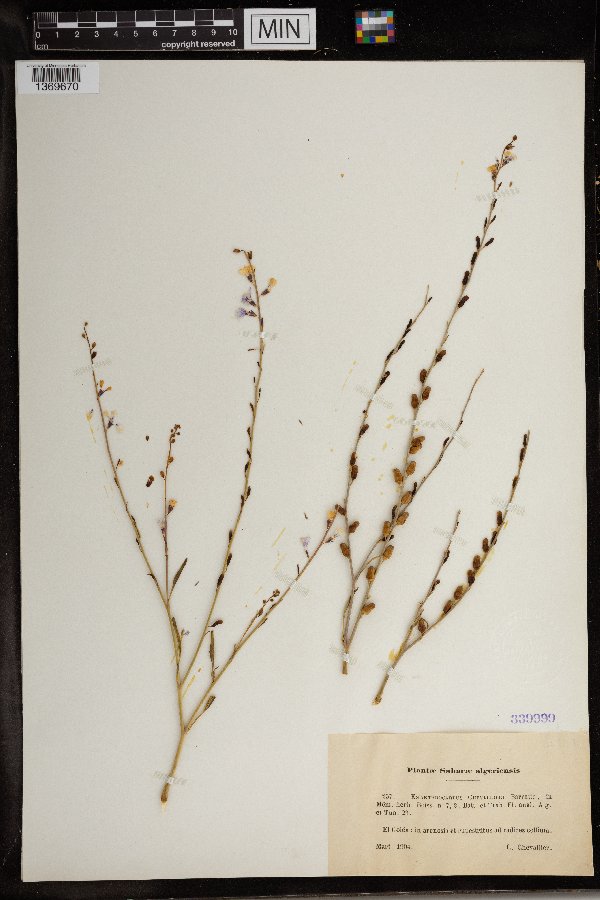 Eremophyton image
