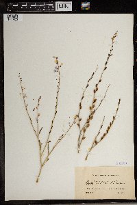 Media resource of Eremophyton chevallieri