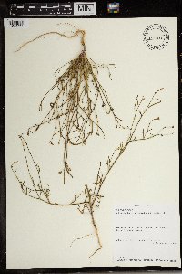 Image of Heliophila tabularis
