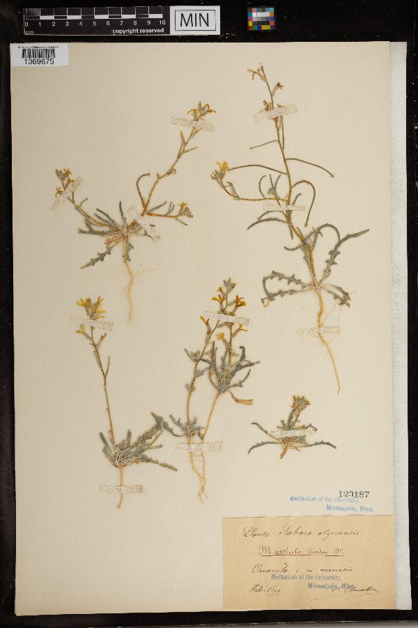 Matthiola longipetala subsp. livida image