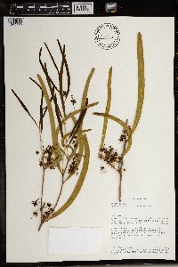 Image of Boscia longifolia