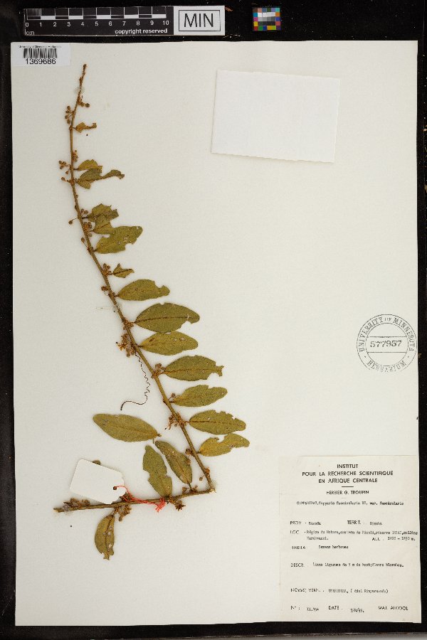 Capparis fascicularis var. fascicularis image