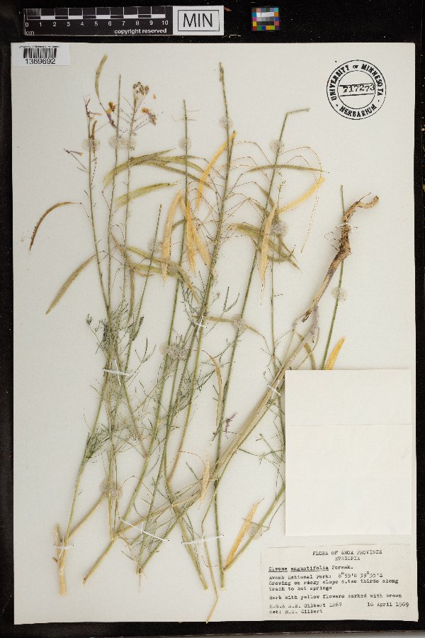 Cleome angustifolia image