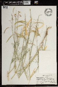 Image of Cleome angustifolia