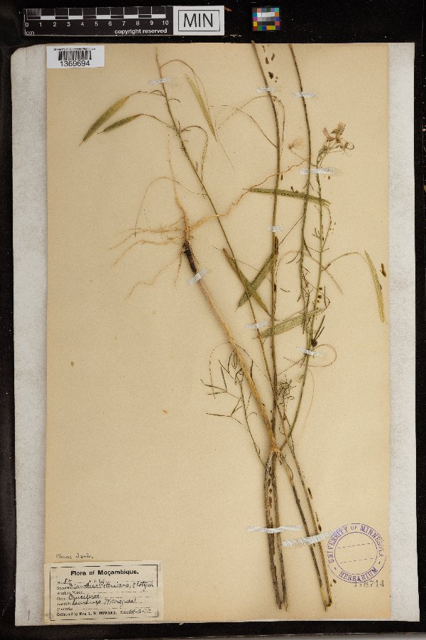 Cleome diandra image