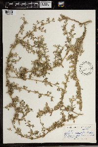 Image of Aizoon sarcophyllum