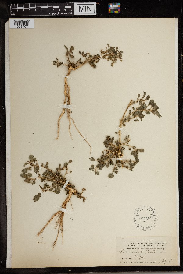 Amaranthus blitum image