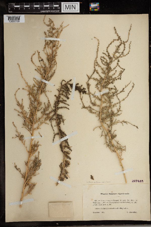 Chenopodium maritimum image