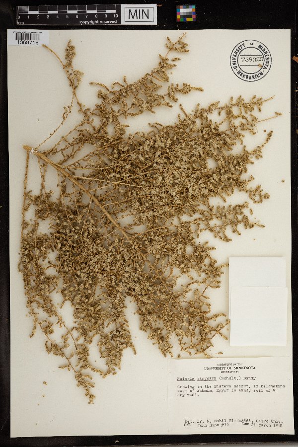 Salsola imbricata image