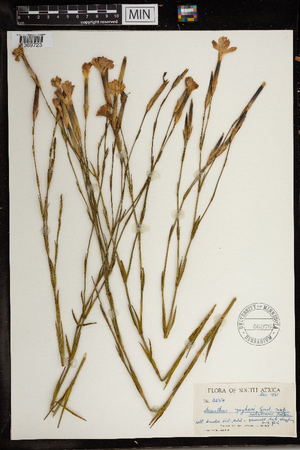 Dianthus zeyheri image