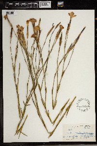 Image of Dianthus zeyheri
