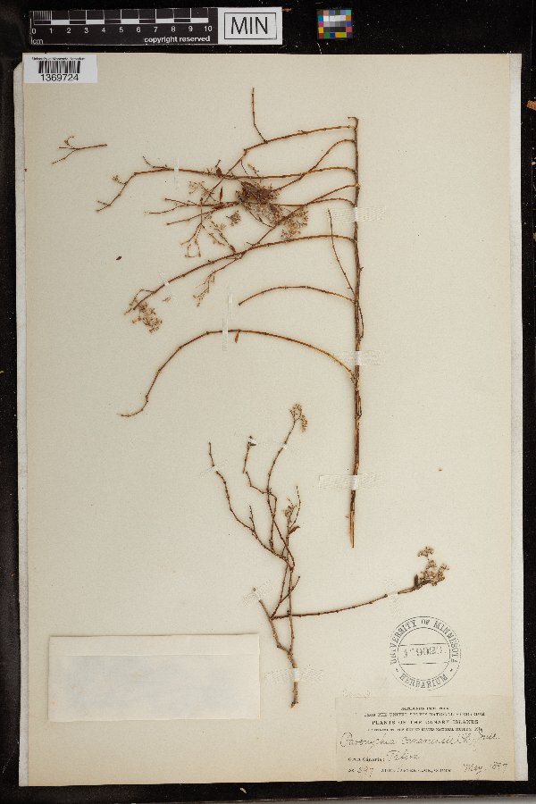 Paronychia canariensis image