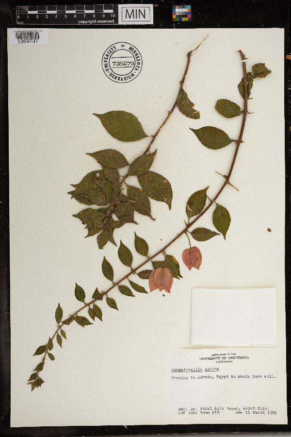 Bougainvillea glabra image