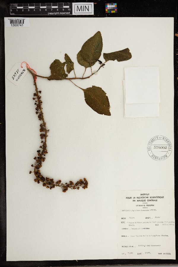 Phytolacca dodecandra image