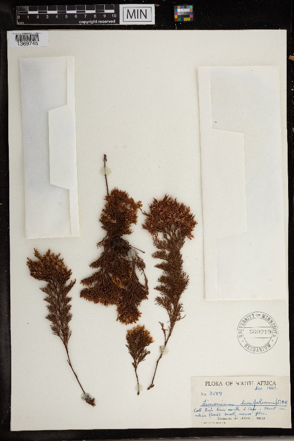 Limonium linifolium image