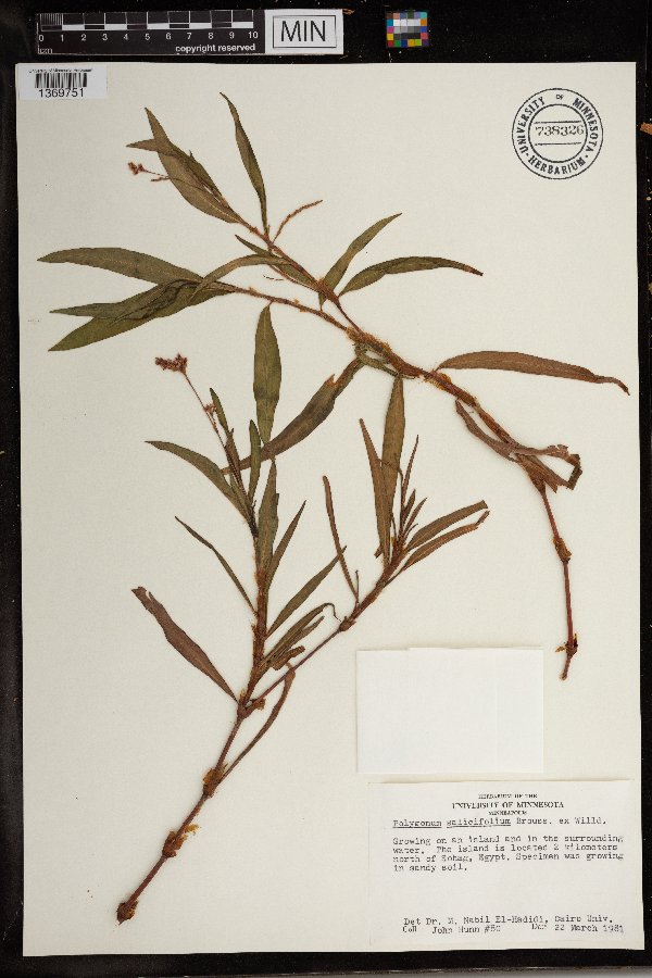 Polygonum salicifolium image