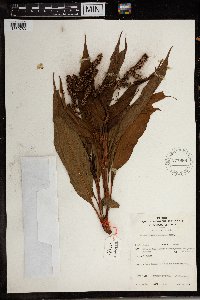 Image of Persicaria senegalensis