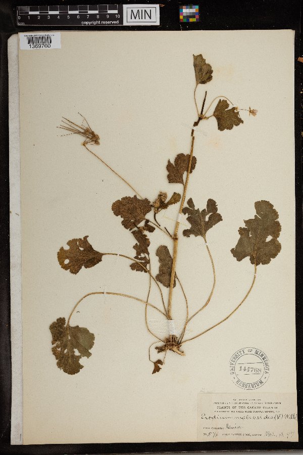 Erodium malacoides image